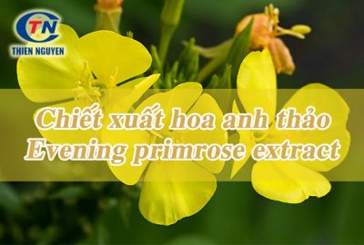 Chiết xuất hoa anh thảo - Evening primrose extract